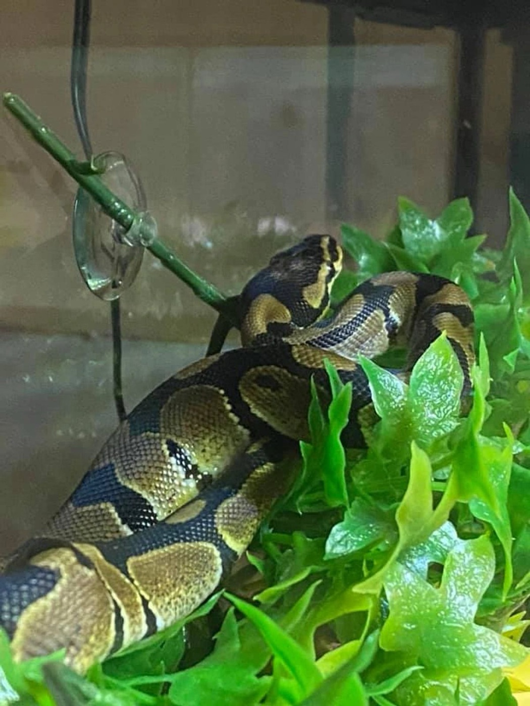 A reptile receiving specialized exotic care