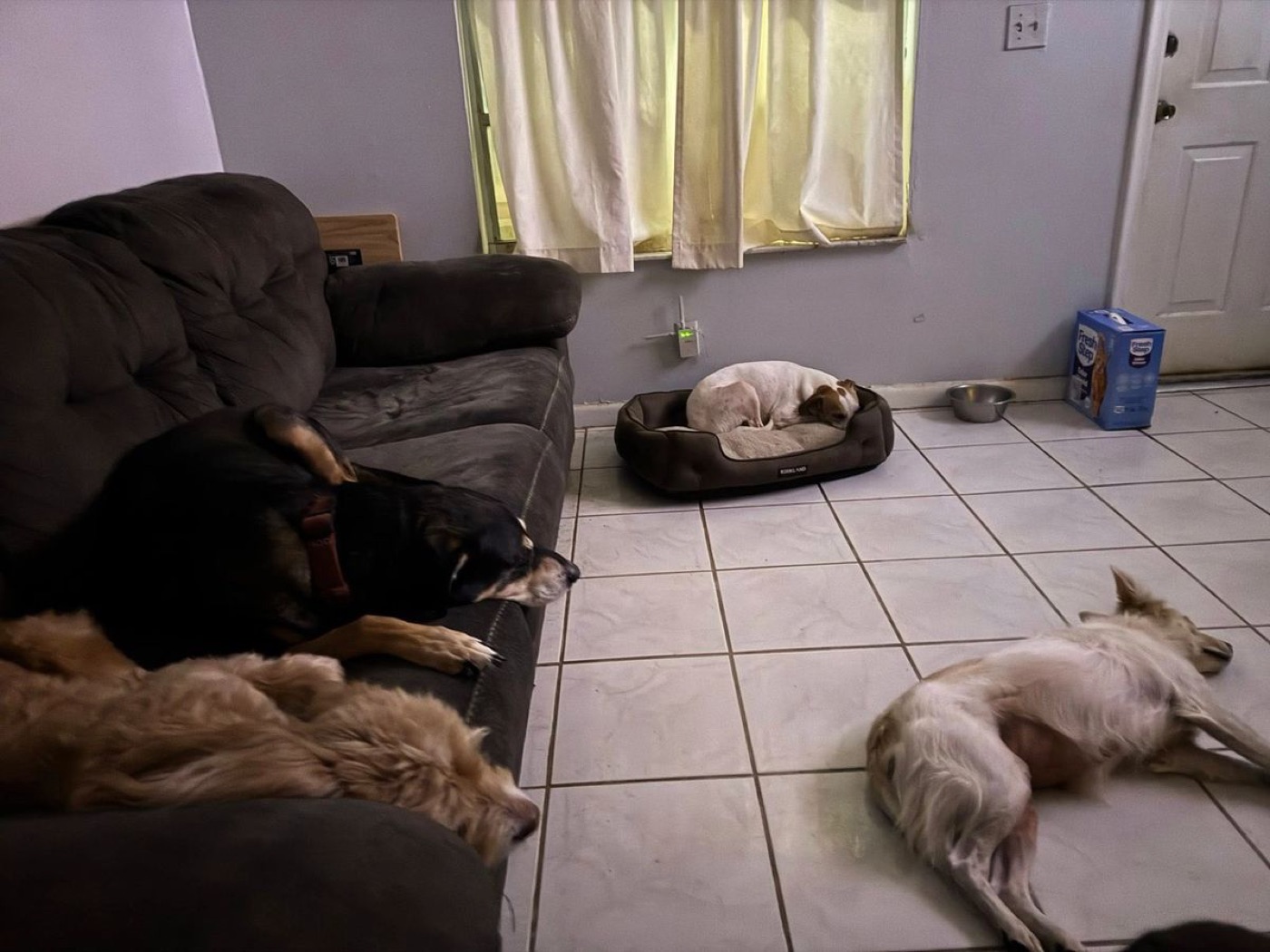 Dogs resting comfortably during an overnight stay