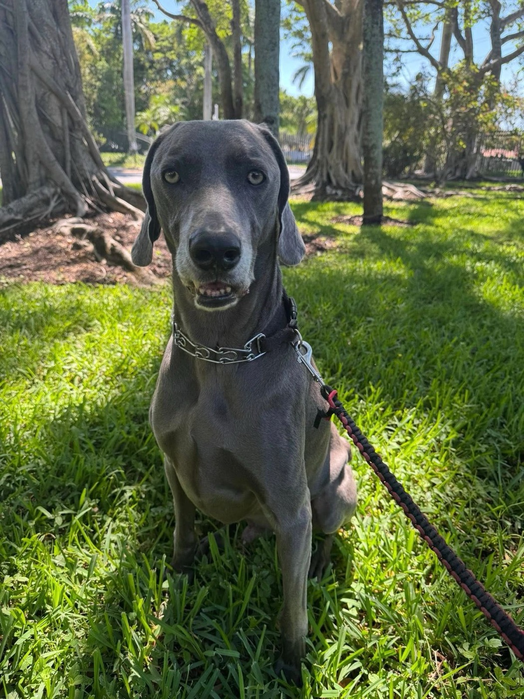 Dog enjoying the outdoors