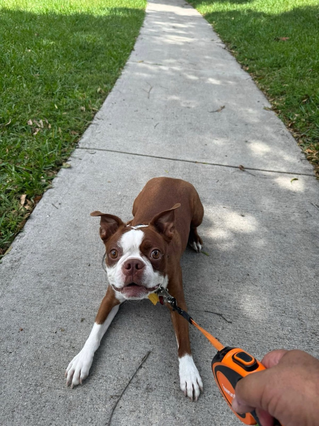 Dog on a sunny walk