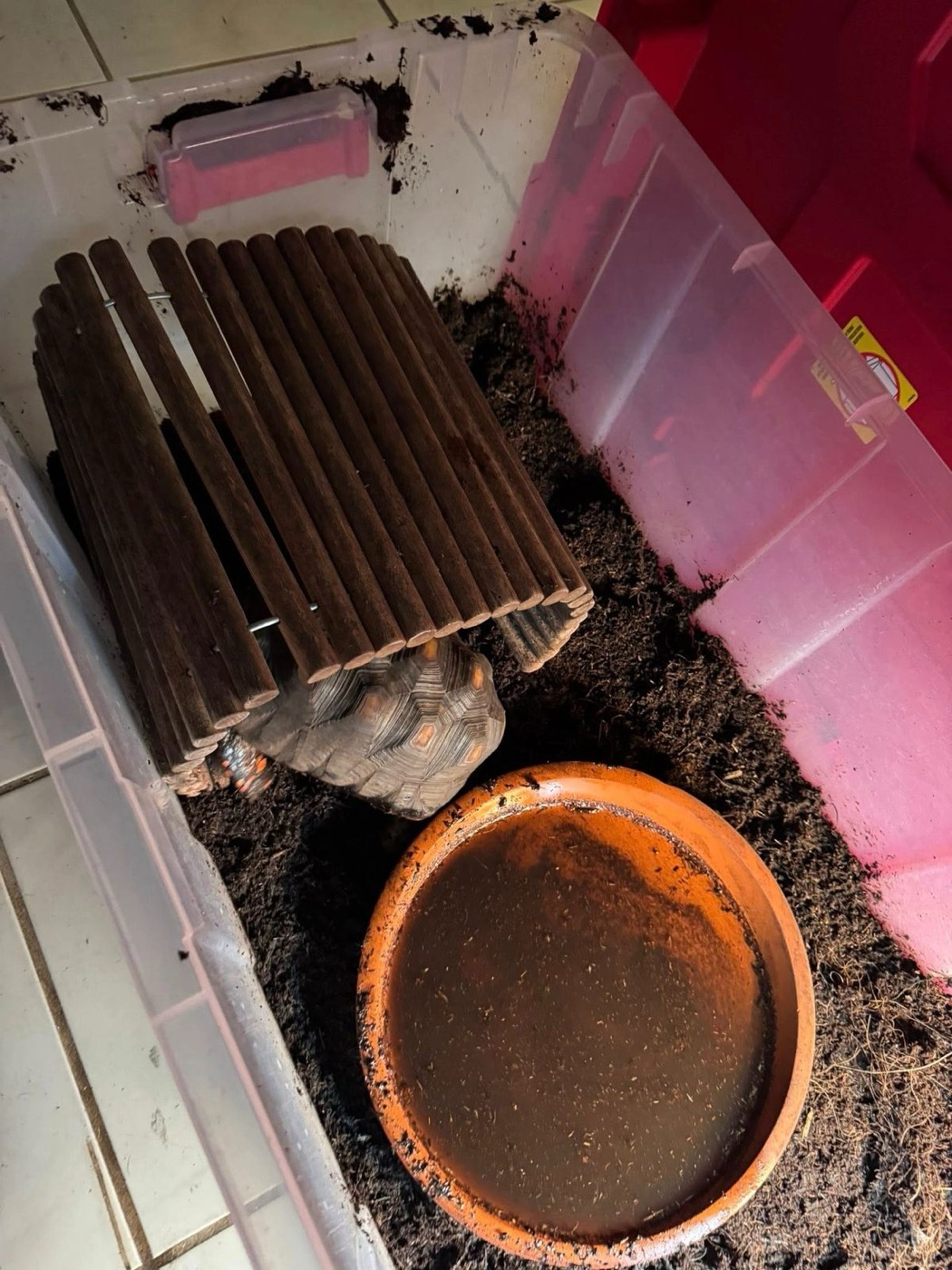 Small pet being cared for at home